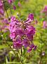 Phlox mac Rosalinde